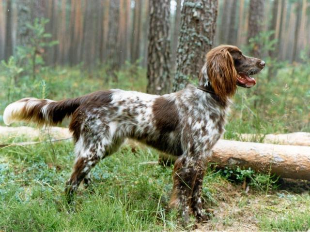 German Pointer Long-haired - Long Haired German Pointer Dog Breed Image 10
