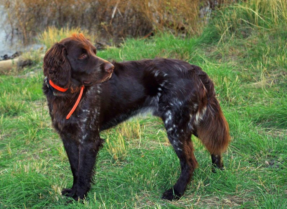 German Pointer Long-haired - Long Haired German Pointer Dog Breed Image 12