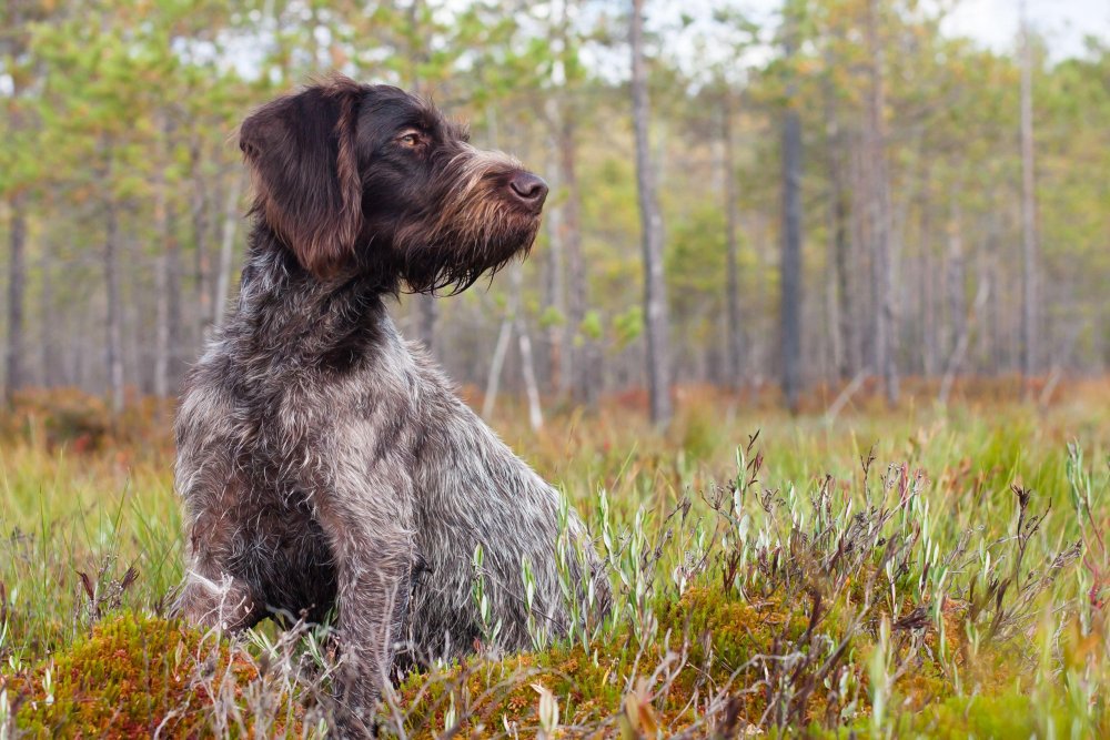 German Pointer Long-haired - Long Haired German Pointer Dog Breed Image 13