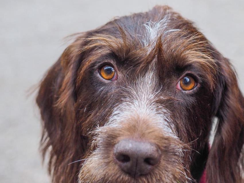 German Pointer Long-haired - Long Haired German Pointer Dog Breed Image 19