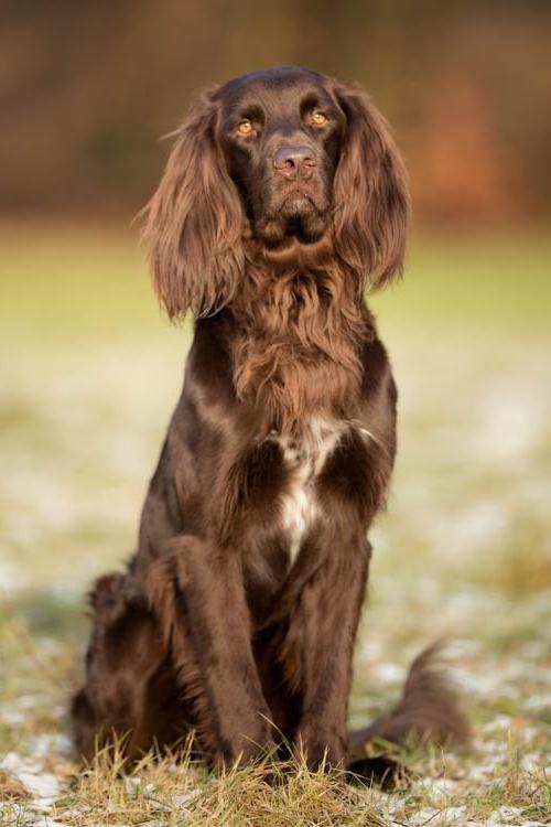German Pointer Long-haired - Long Haired German Pointer Dog Breed Image 2