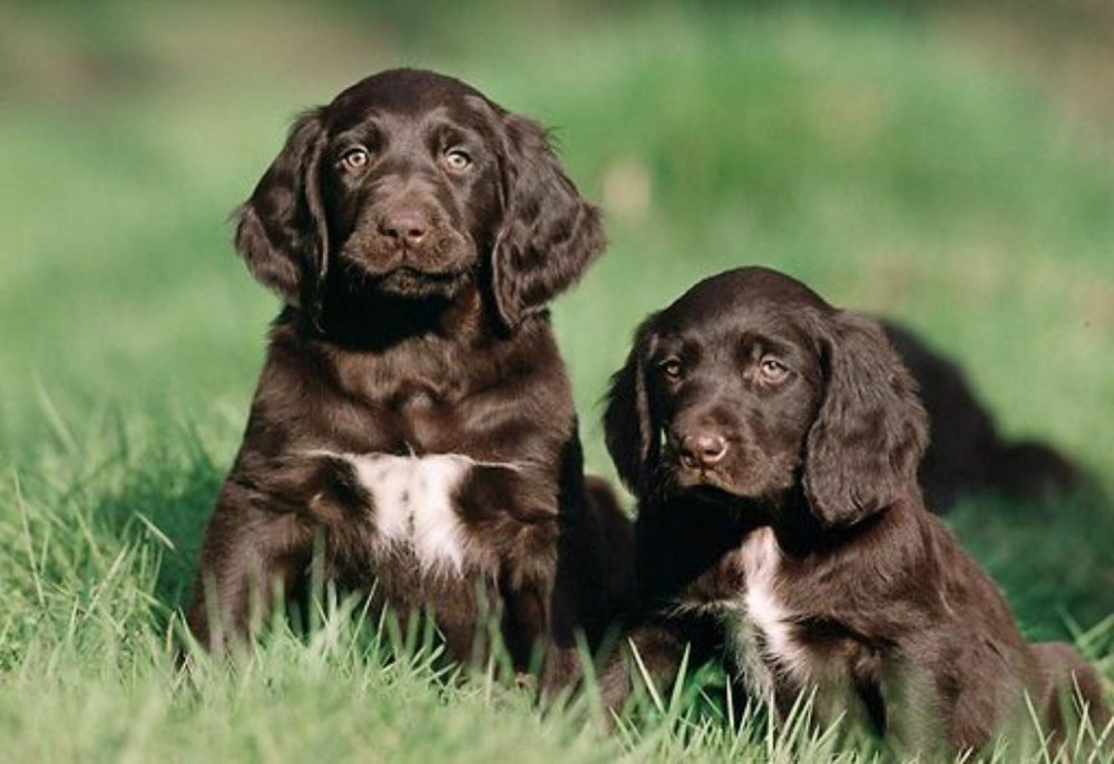German Pointer Long-haired - Long Haired German Pointer Dog Breed Image 20