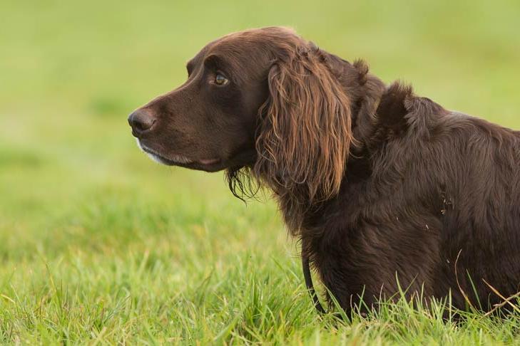 German Pointer Long-haired - Long Haired German Pointer Dog Breed Image 3