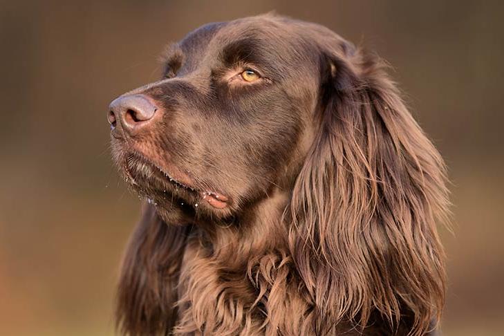 German Pointer Long-haired - Long Haired German Pointer Dog Breed Image 5