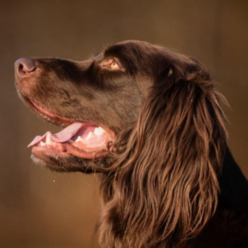German Pointer Long-haired - Long Haired German Pointer Dog Breed Image 8