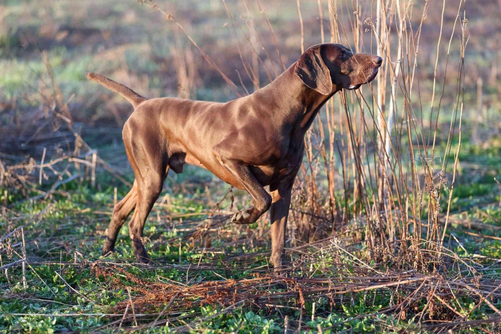 German Pointer Shorthaired - German Shorthaired Pointer Dog Breed Image 19