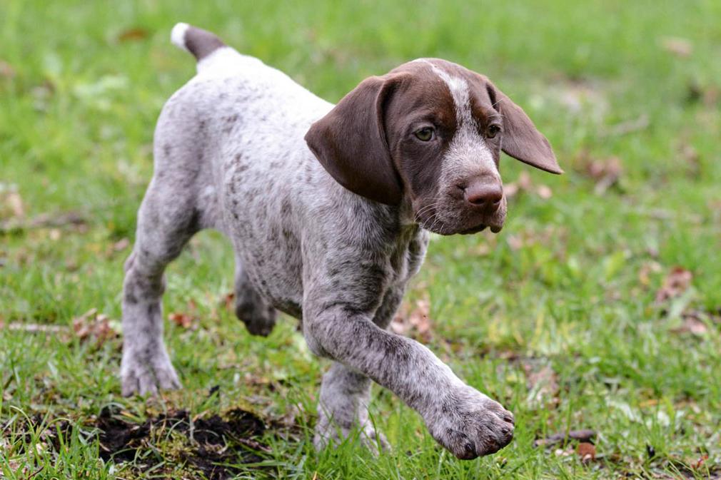 German Pointer Shorthaired - German Shorthaired Pointer Dog Breed Image 7