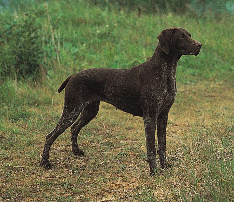 German Pointer Shorthaired - German Shorthaired Pointer Dog Breed Image 8