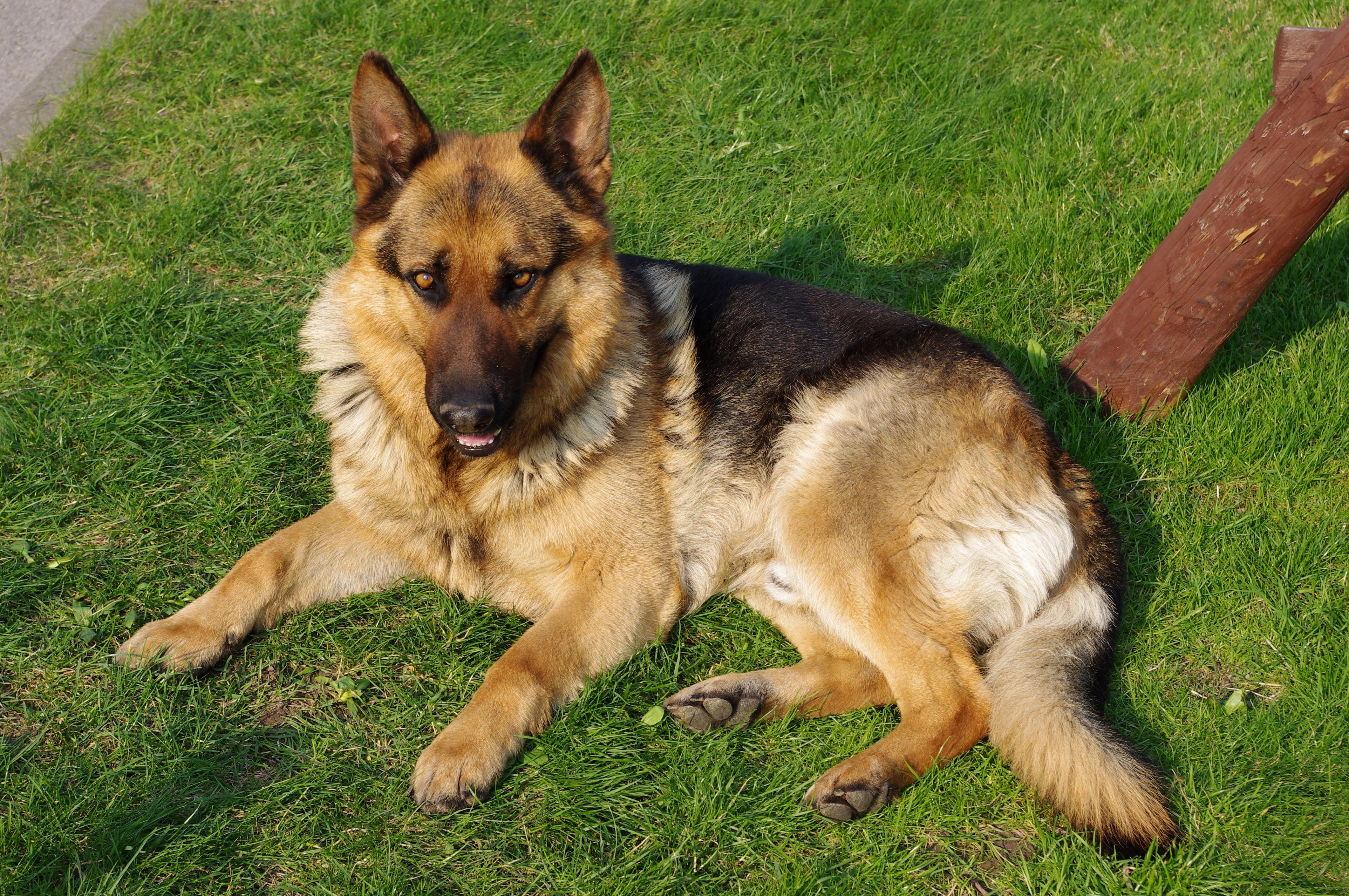 German Shepherd Dog Breed Image 1