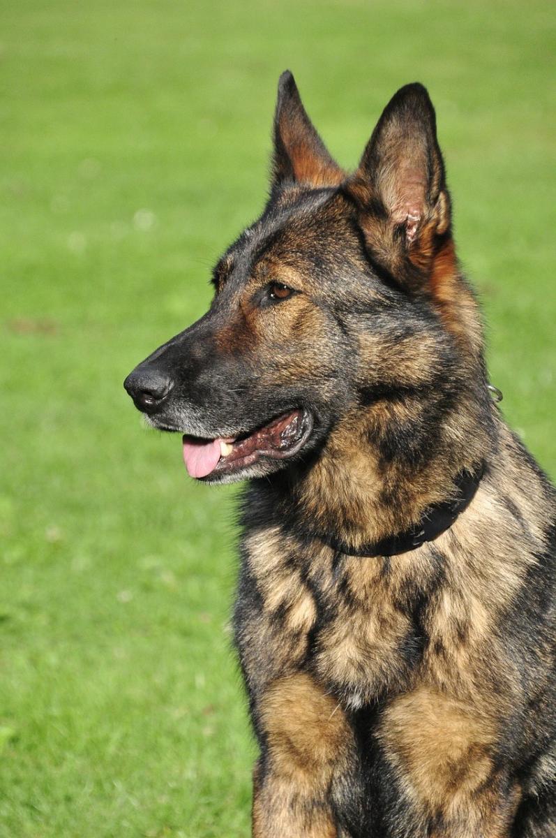 German Shepherd Dog Breed Image 15