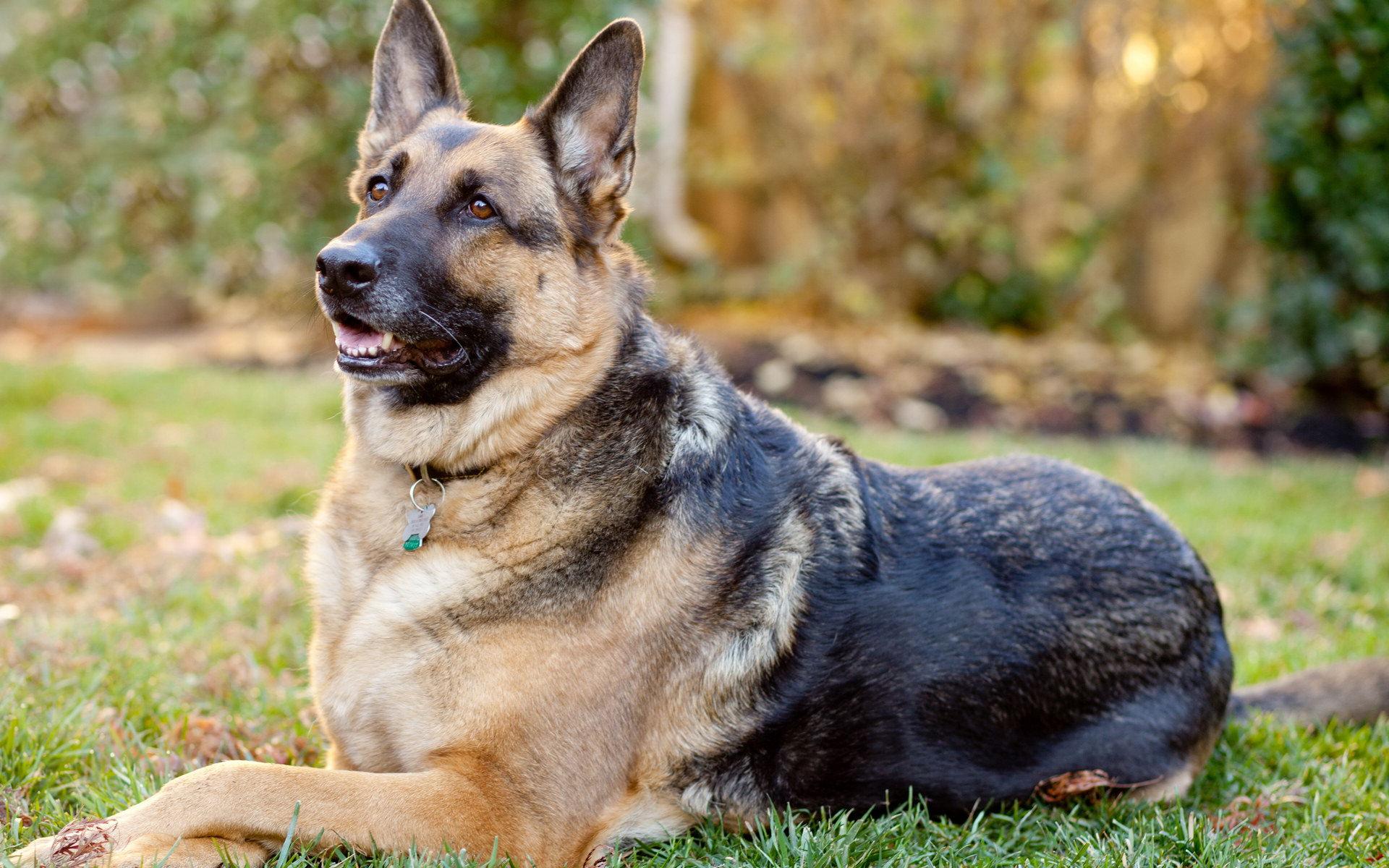 German Shepherd Dog Breed Image 4