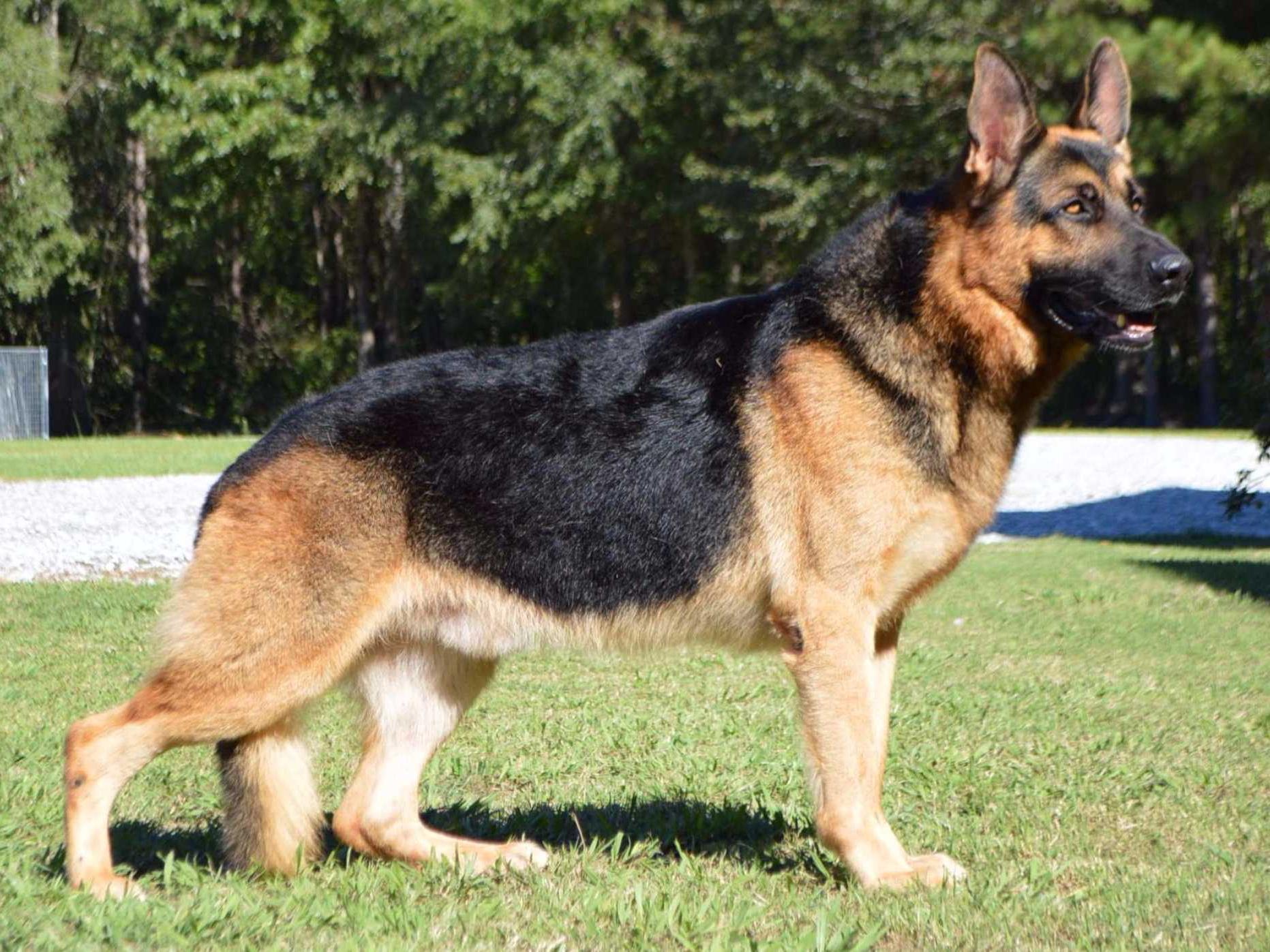 German Shepherd Dog Breed Image 5