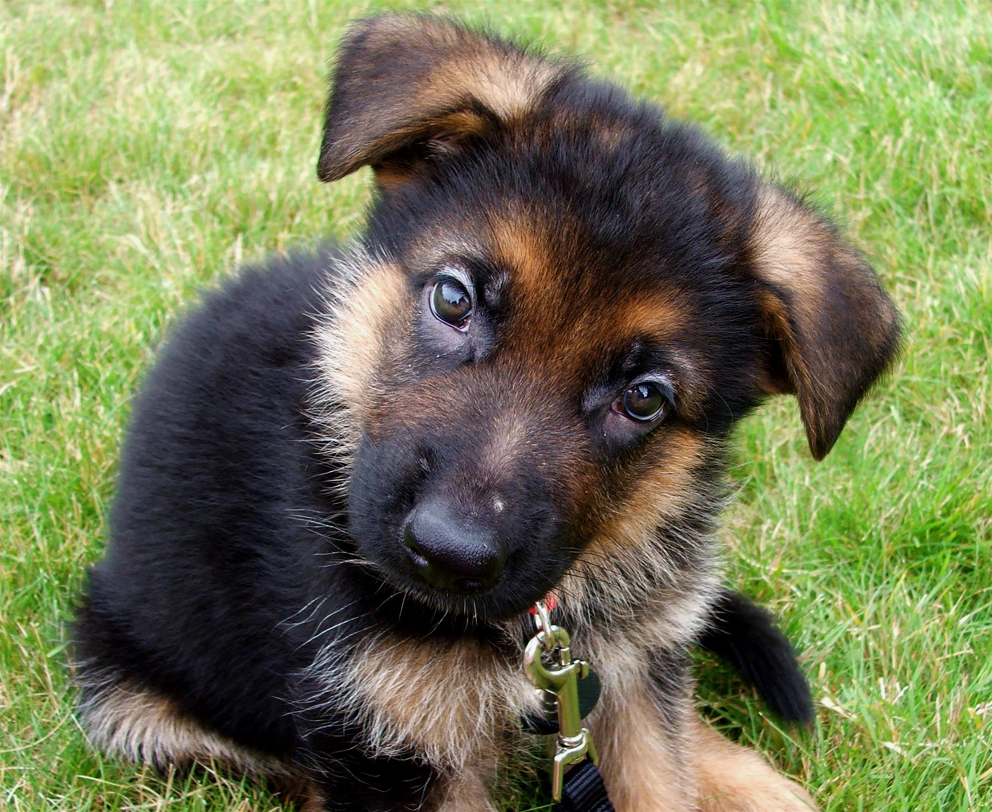 German Shepherd Dog Breed Image 7