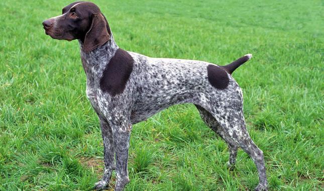 German Shorthaired Pointer Dog Breed Image 13