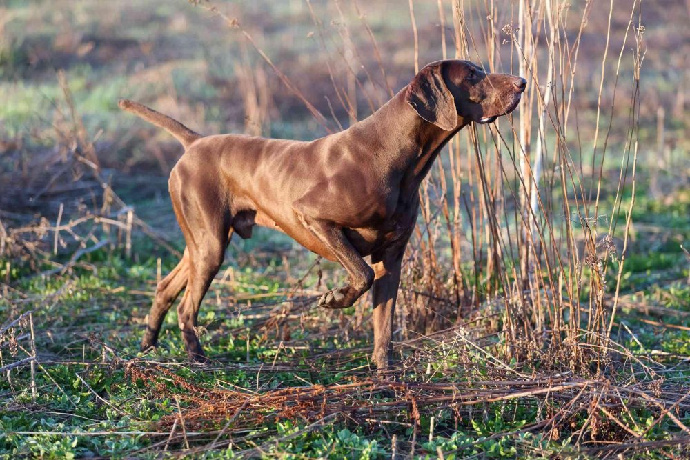 German Shorthaired Pointer Dog Breed Image 14