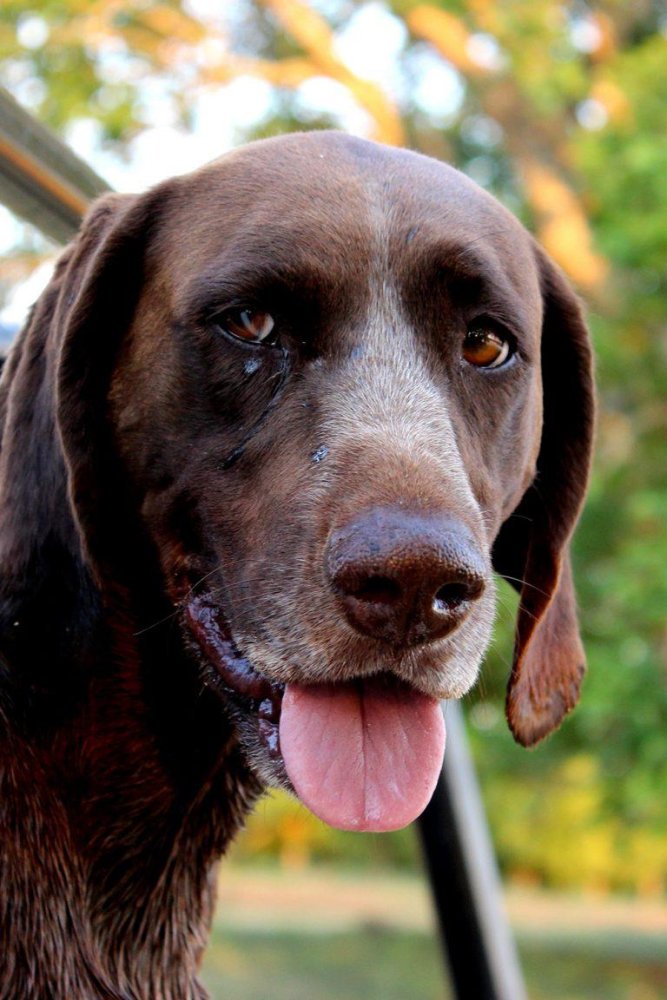 German Shorthaired Pointer Dog Breed Image 15