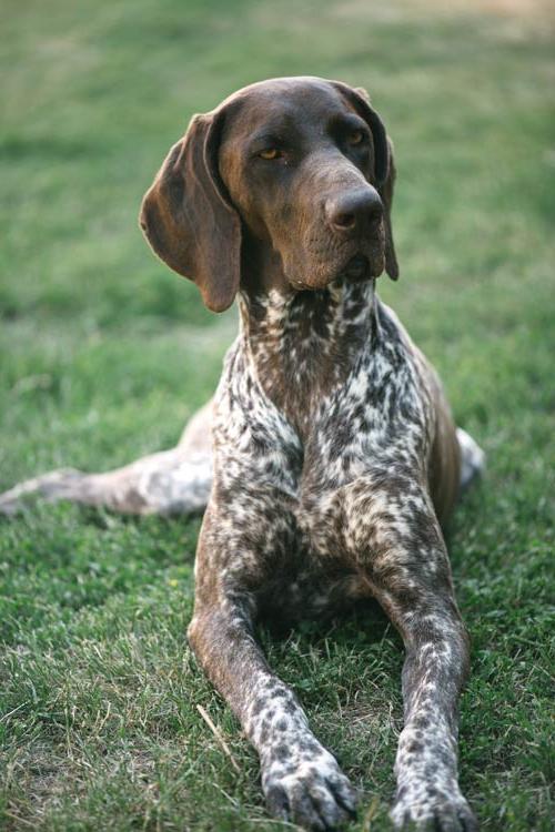 German Shorthaired Pointer Dog Breed Image 16