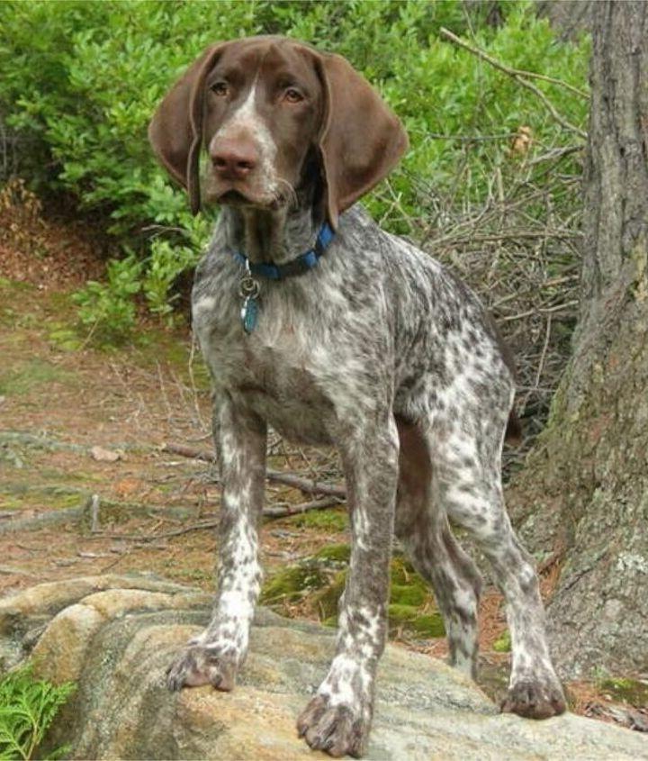 German Shorthaired Pointer Dog Breed Image 17