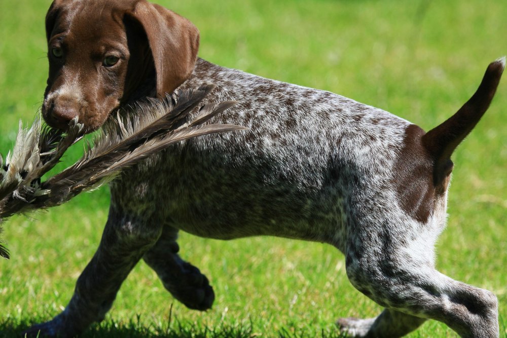 German Shorthaired Pointer Dog Breed Image 2