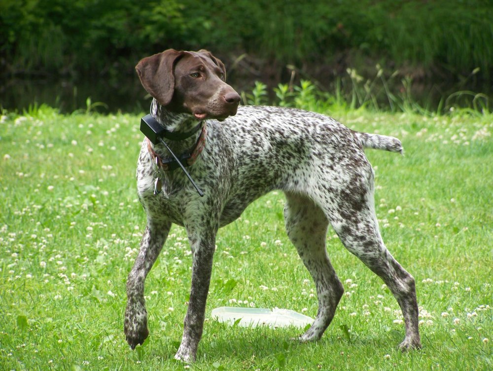 German Shorthaired Pointer Dog Breed Image 3