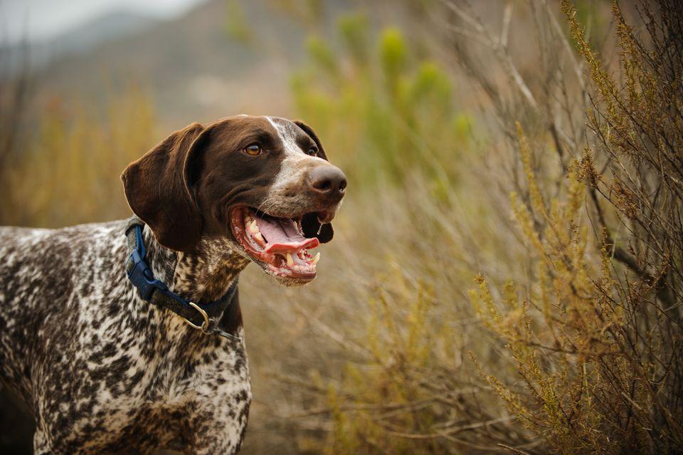 German Shorthaired Pointer Dog Breed Image 6