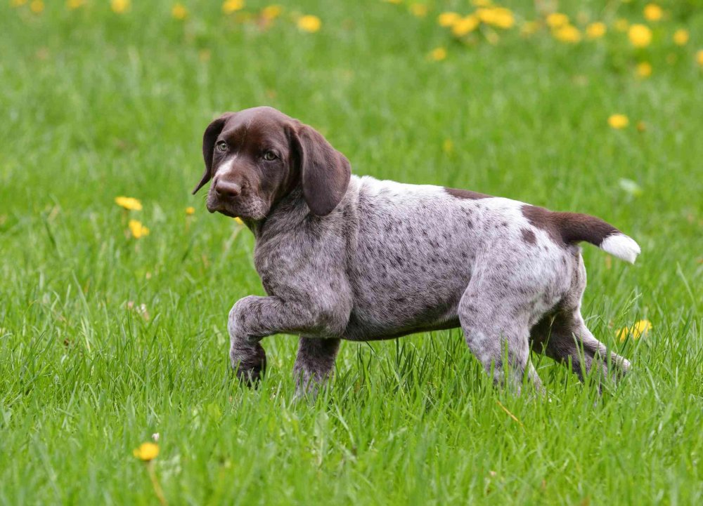 German Shorthaired Pointer Dog Breed Image 7