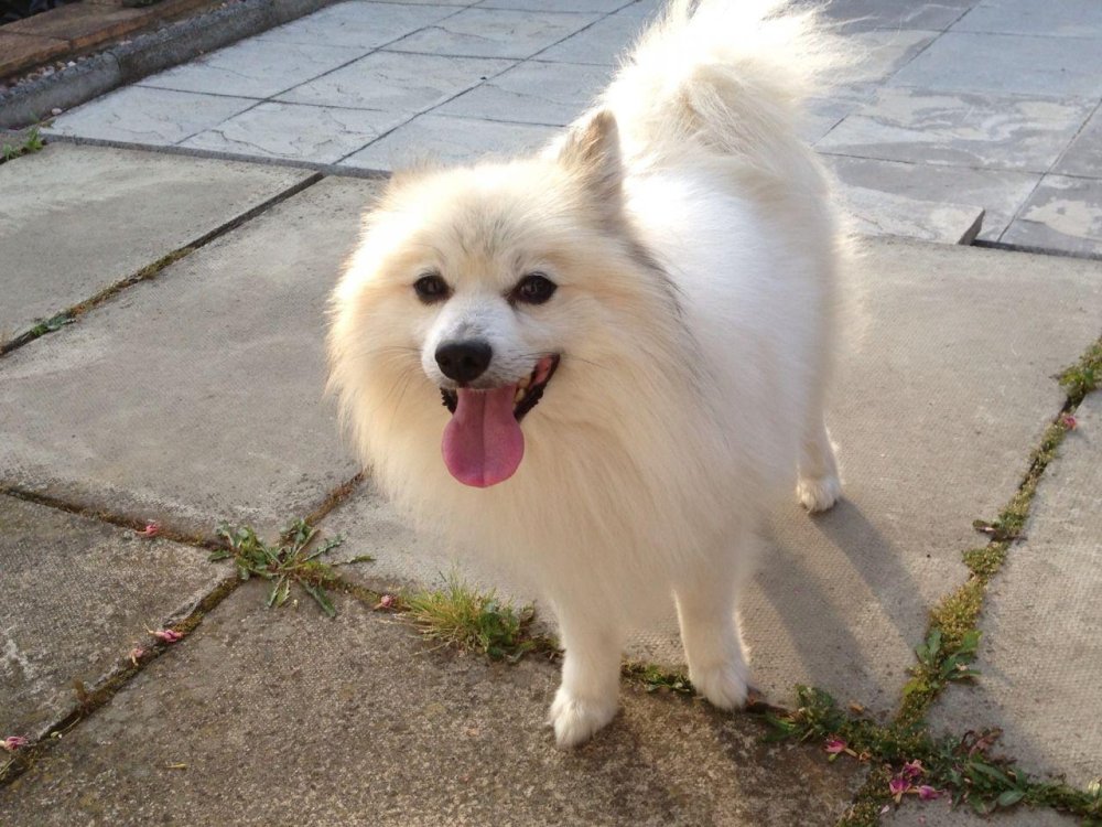 German Spitz Dog Breed Image 10