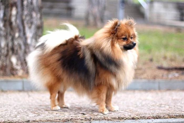 German Spitz Dog Breed Image 16