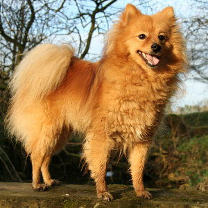 German Spitz Dog Breed Image 17