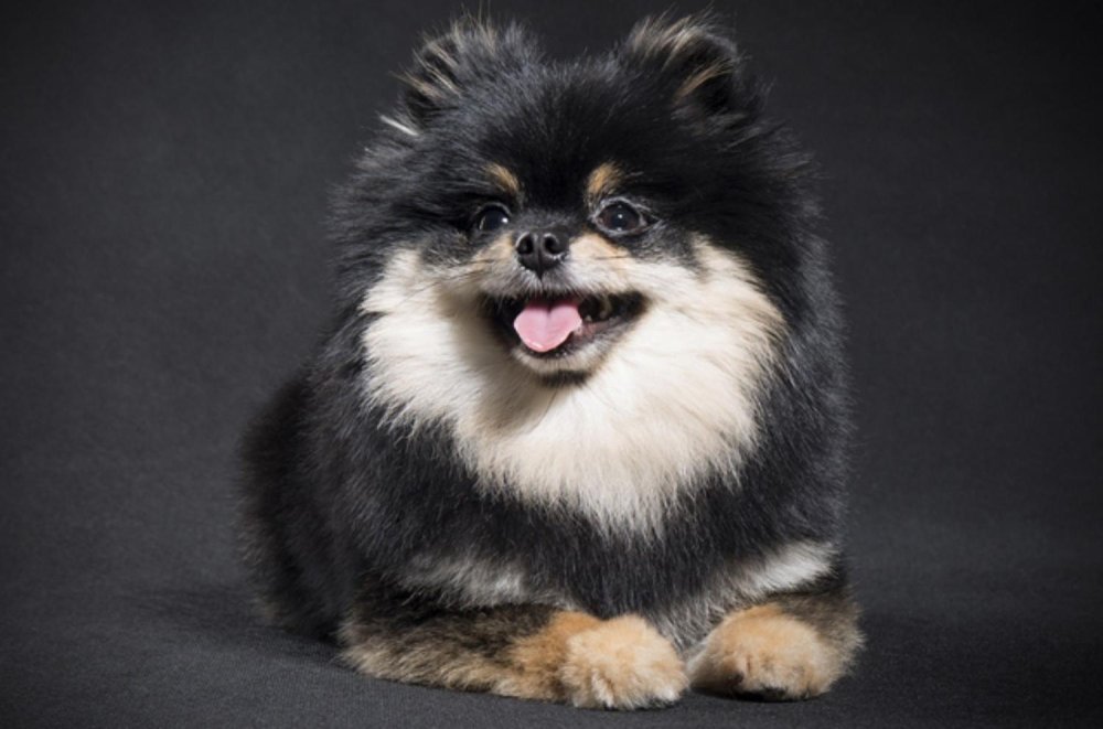 German Spitz Dog Breed Image 18