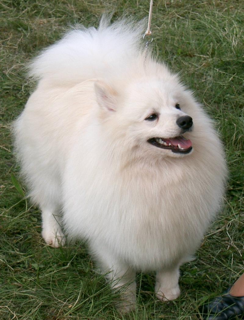 German Spitz Dog Breed Image 4