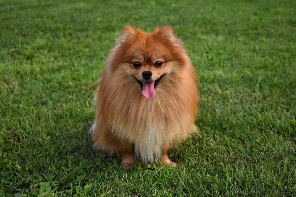 German Spitz Dog Breed Image 5