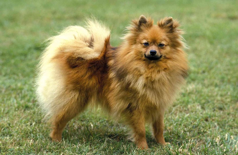 German Spitz Dog Breed Image 7