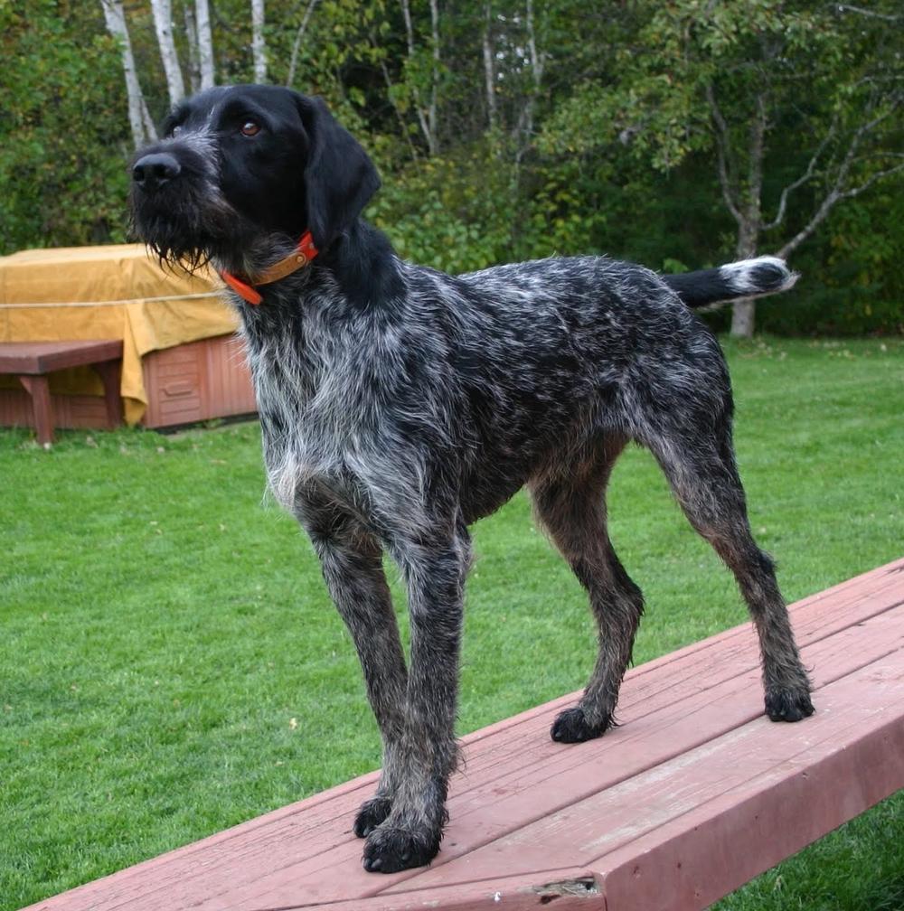 German Wirehaired Pointer Dog Breed Image 11