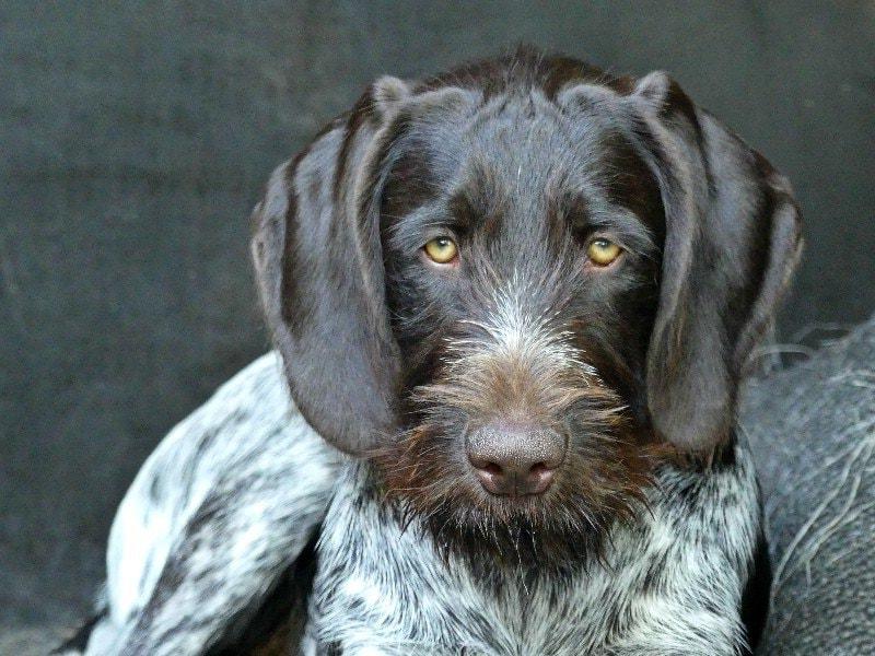 German Wirehaired Pointer Dog Breed Image 12