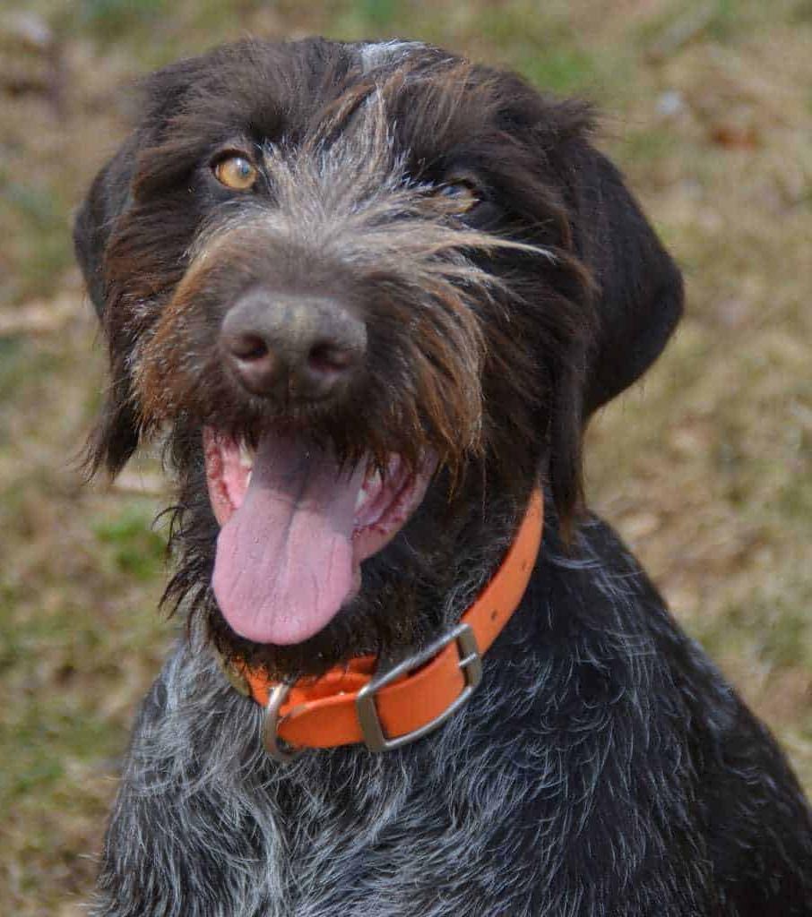 German Wirehaired Pointer Dog Breed Image 15