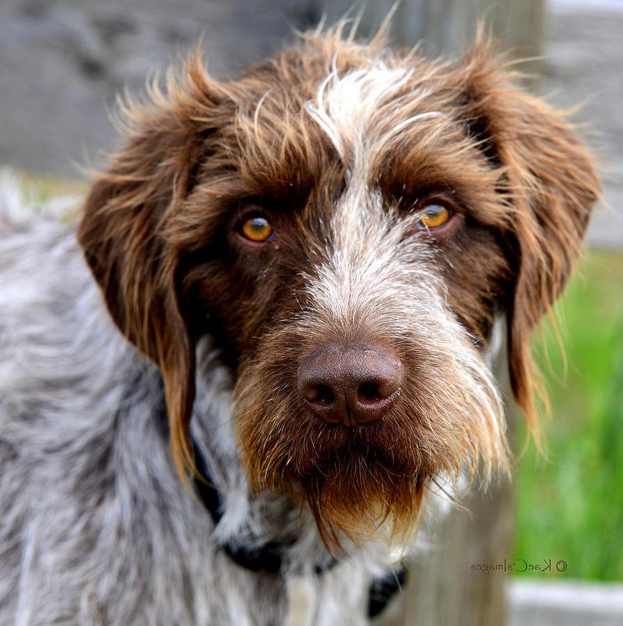 German Wirehaired Pointer Dog Breed Image 17