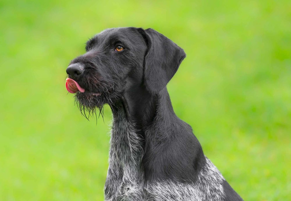 German Wirehaired Pointer Dog Breed Image 19