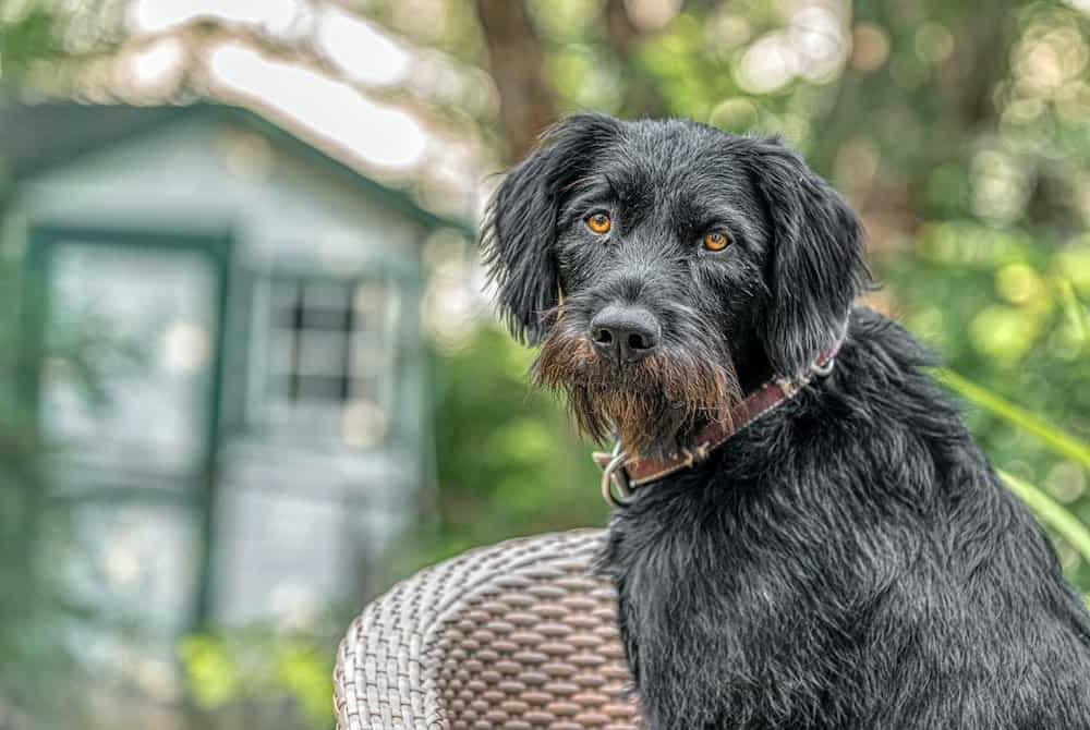 German Wirehaired Pointer Dog Breed Image 8