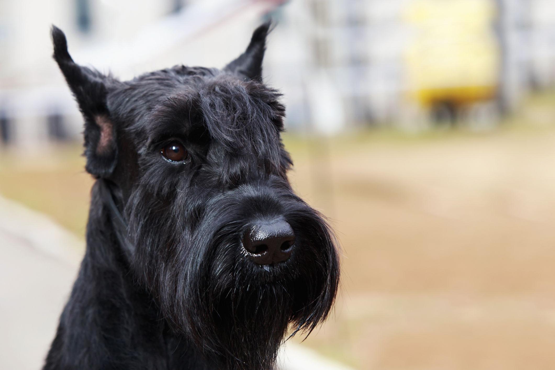 Giant Schnauzer Dog Breed Image 1