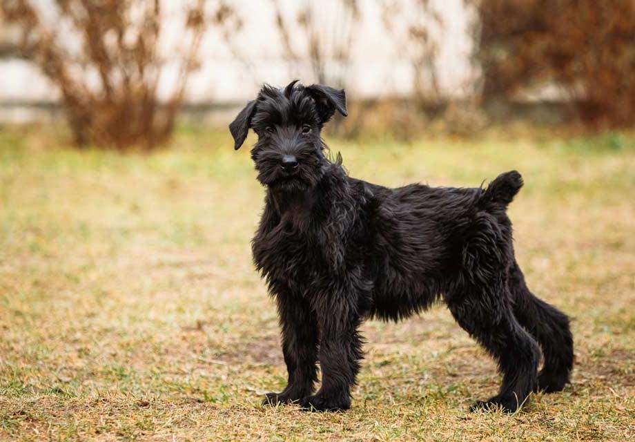 Giant Schnauzer Dog Breed Image 10