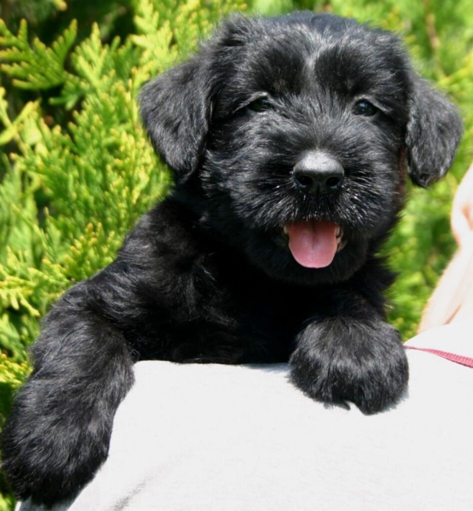 Giant Schnauzer Dog Breed Image 11