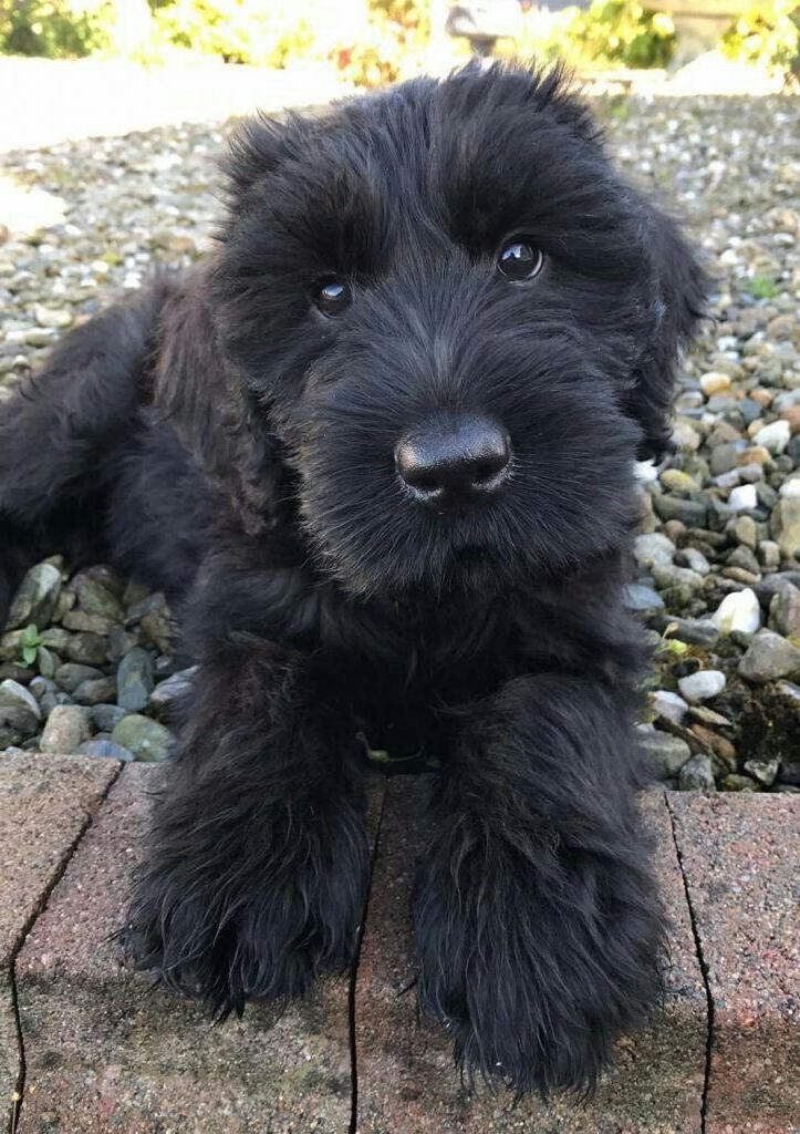 Giant Schnauzer Dog Breed Image 12