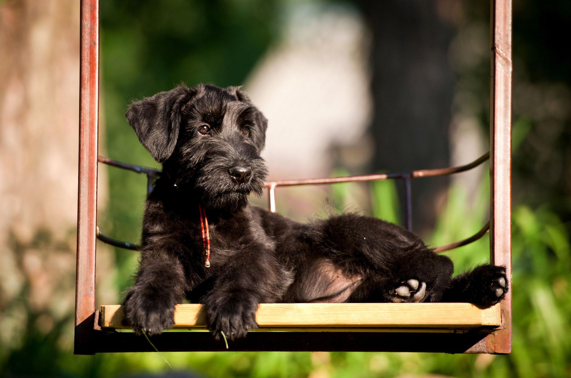 Giant Schnauzer Dog Breed Image 17