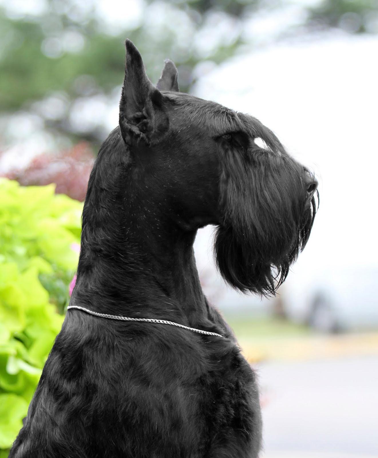 Giant Schnauzer Dog Breed Image 2