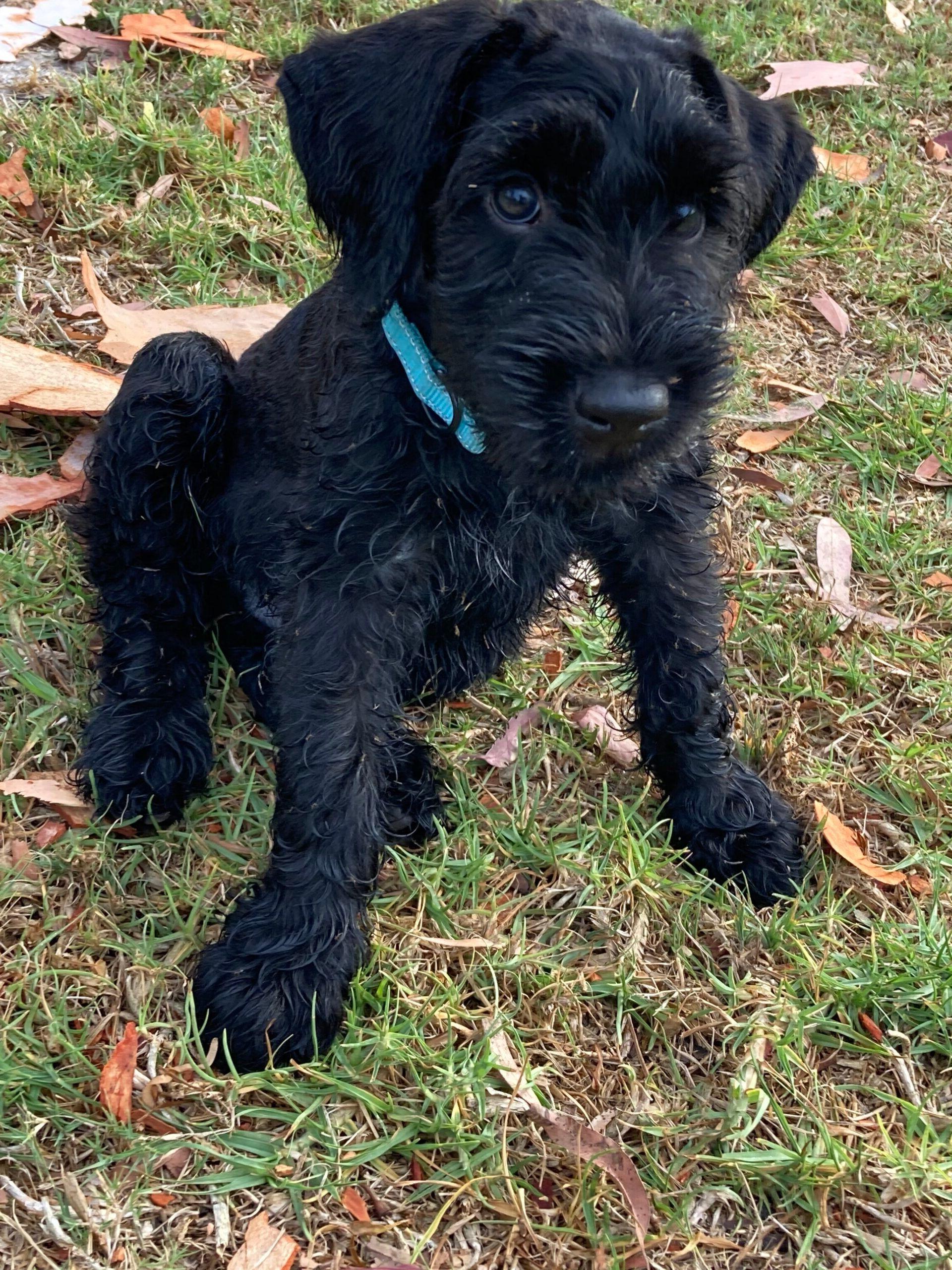 Giant Schnauzer Dog Breed Image 20