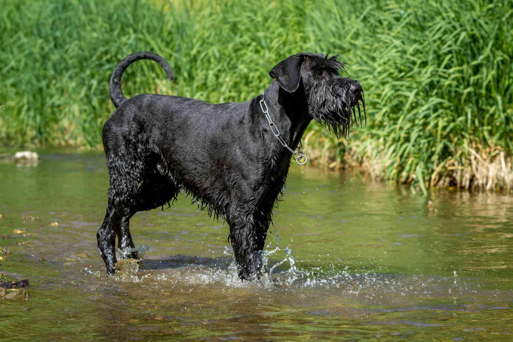 Giant Schnauzer Dog Breed Image 3