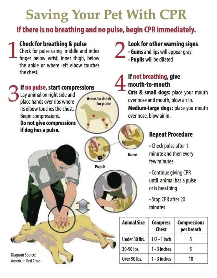 Giving your Dog Emergency First Aid Image 2