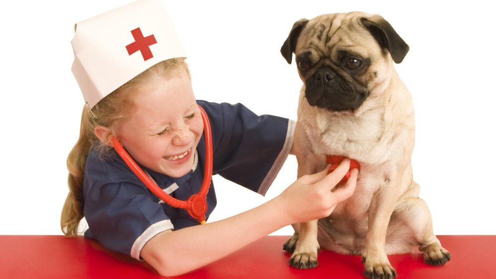 Giving your Dog Emergency First Aid Image 8