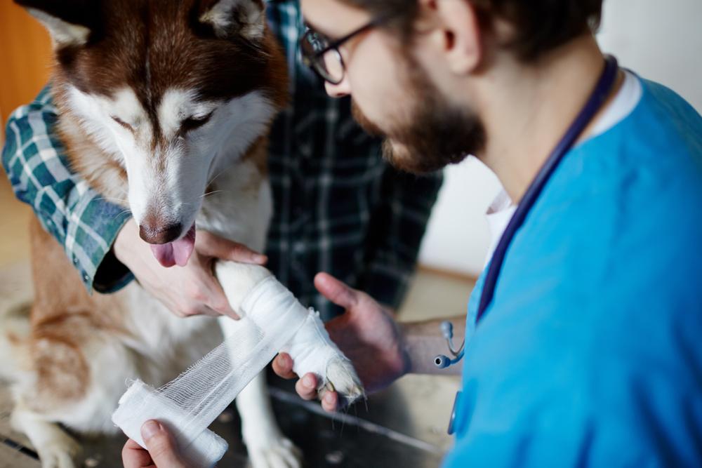 Giving your Dog Emergency First Aid Image 9